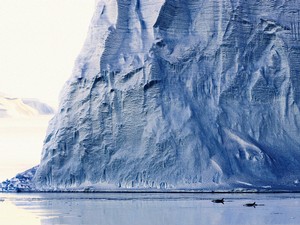 Killer whales cruising the ice edge.© John Weller