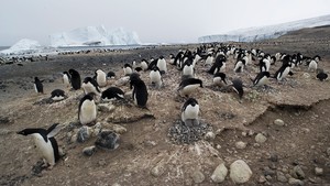 Adelie penguins nest at large colonies in the Ross Sea region.
