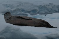 Antarctic wildlife, animals, Adelie penguin, Emperor penguin