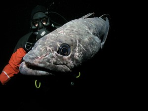 "There is more unknown about Antarctic toothfish than there is known" Joe Eastman Antarctic Evolutionary Biologist. © Rob Robbins.